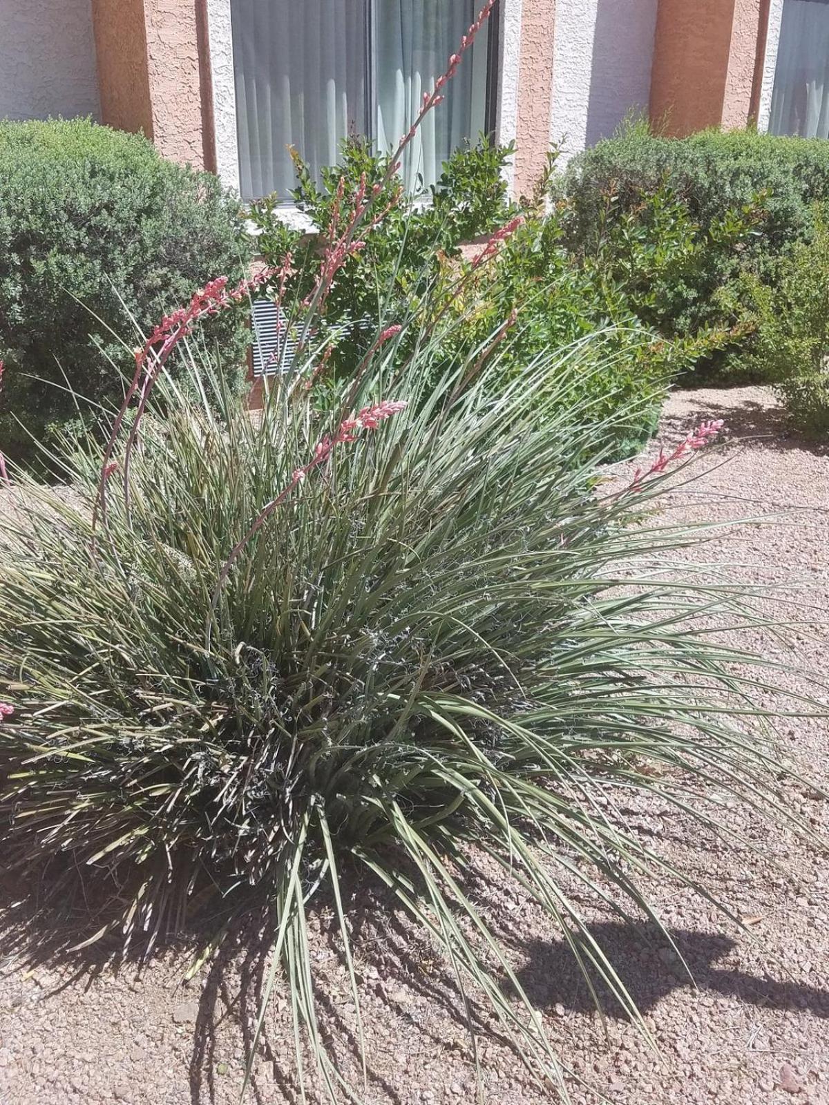 Days Inn By Wyndham Camp Verde Arizona 외부 사진
